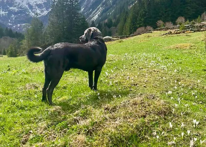 公寓 Rauch - Zillertal