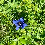 Rauch - Zillertal *