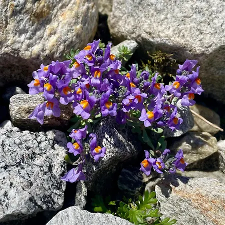 Rauch - Zillertal *