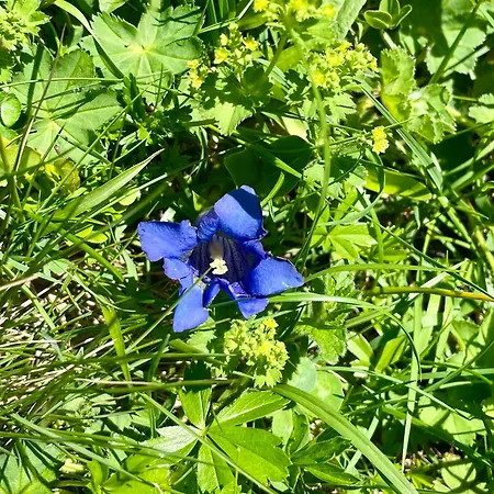Rauch - Zillertal *